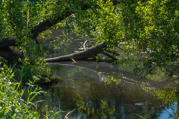 Small river Grabia in central Poland.