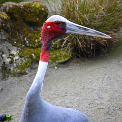 Fototapeta premium Sarus Crane Standing on Path