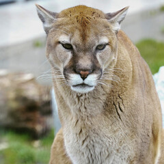 Cougar Facing Forward in Enclosure