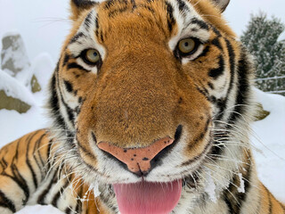 Bengal Tiger Face Close-Up in Snow