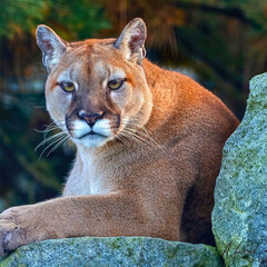 Cougar Reclining on Boulder