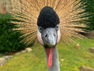 African Crowned Crane with Flared Crest