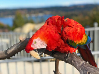Scarlet Macaw Wearing a Cloth Hat