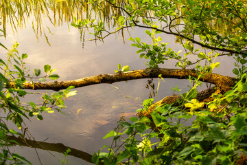 Small river Grabia in central Poland.