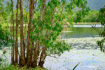 At Lake Jabiru north of Cairns, tranquil waters and lush edges create a thriving bird...