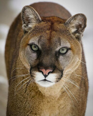 Cougar Facing Forward in Snow