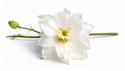 white narcissus isolated on white