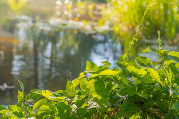 Small river Grabia in central Poland.