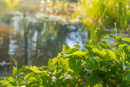 Small river Grabia in central Poland.
