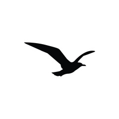 Seagull flying