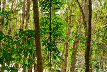 At Lake Jabiru north of Cairns, tranquil waters and lush edges create a thriving bird...