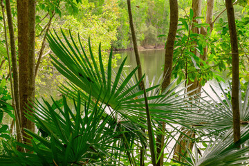 At Lake Jabiru north of Cairns, tranquil waters and lush edges create a thriving bird...