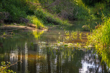 Small river Grabia in central Poland.