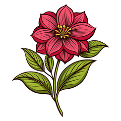 pink flower isolated on white background