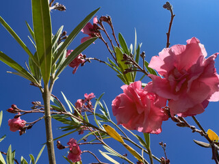 Pink Oleander Flowers Against Clear Blue Sky (Nerium oleander)