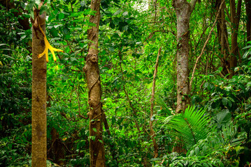 At Lake Jabiru north of Cairns, tranquil waters and lush edges create a thriving bird...