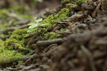 Grass and moss grow between the roots of coconut trees