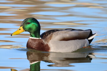 Fototapeta premium Canard Colvert