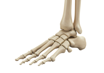 Human Foot and Ankle Skeletal Structure isolated on transparent baackground