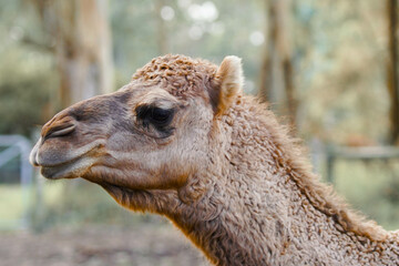 Camel close up