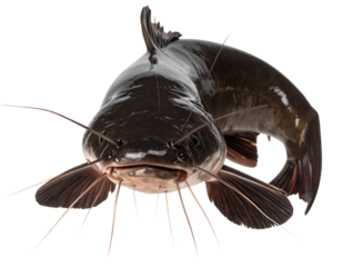Realistic Freshwater Catfish with Prominent Whiskers  Transparent PNG