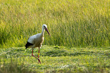 Ein Weißstorch auf Nahrungssuche in der Wesenitzaue in Neukirch/ Lausitz 8