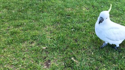White Cockatoos Socializing on Green Lawn