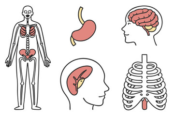 anatomy of human organs