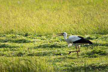 Ein Weißstorch auf Nahrungssuche in der Wesenitzaue in Neukirch/ Lausitz 4
