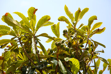 Clusters of young green loquats on tree
