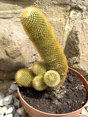 Cactus plant with cylindrical and round stems in brown pot on soil, outdoor closeup with stone...