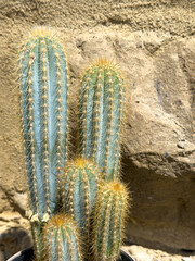 Tall cylindrical cactus stems with spines, growing in pot outdoors. Closeup view with stone...