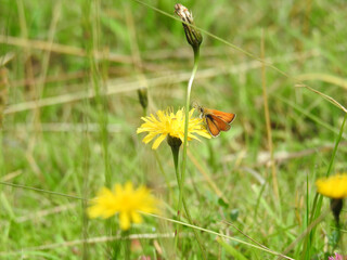 Schwarzkolbiger Braun-Dickkopffalter sitzt auf einer Blume mitten auf einer grünen Wiese
