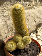 Cactus plant with cylindrical and round stems in brown pot on soil, outdoor closeup with stone...