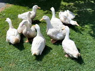 Group of white domestic ducks on green grass in a backyard farm, symbolizing calm rural life,...