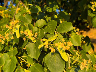 Linden tree branch with green leaves and yellow flowers, closeup in sunlight. Tilia cordata species...