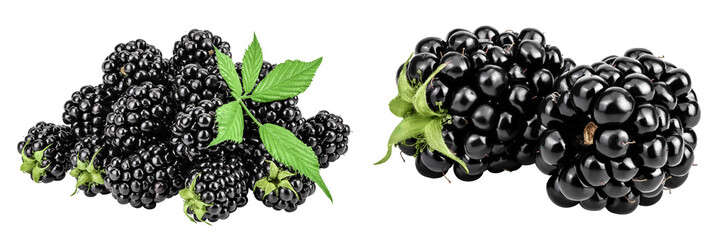 blackberry with leaf isolated on a white background closeup.