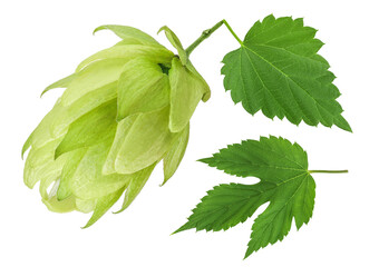 Hop cone isolated on white background. Beer brewing ingredients