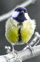 Mésange charbonnière