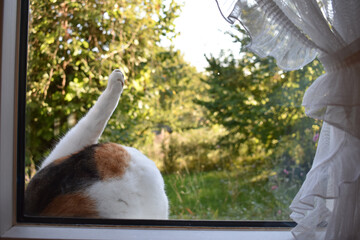 Eine Katze putzt sich in lustiger Pose auf einer Fensterbank vor herbstlichem Garten