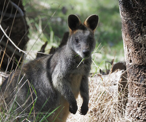 Swamp Wallaby