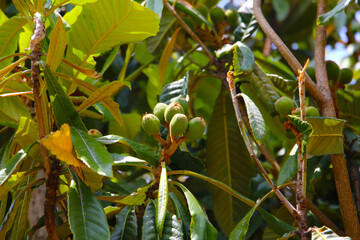 Clusters of young green loquats on tree