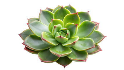 Fototapeta premium A vibrant green succulent plant with reddish edges is isolated on transparent background