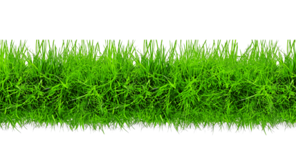 Realistic green grass isolated on white. Fresh green grass isolated over a transparent background. ecology freshness field lawn. mockup template. Natural spring summer decoration design elements, PNG 