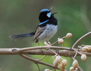Superb Fairy Wren in full song