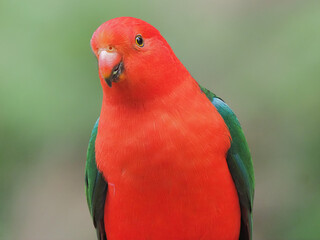 Australian King Parrot