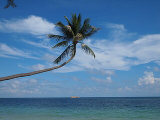 palm tree on the beach