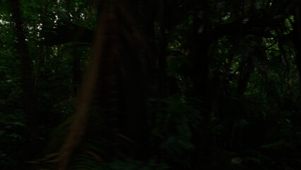 Driving plate side view moving through tropical forest in january