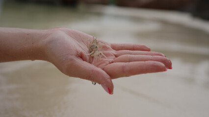 female hand hold small ghost sand crab