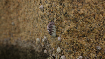small balanus on a rock closeup